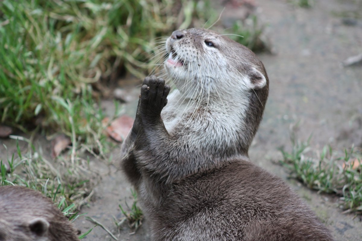 exmoorzoo's tweet photo. #TuesdayMotivation please let it be a #sunnyday 
Otter feeding at 11am if you fancy a visit! #exmoorzoo #lovedevon https://t.co/xu2IlGOZP3