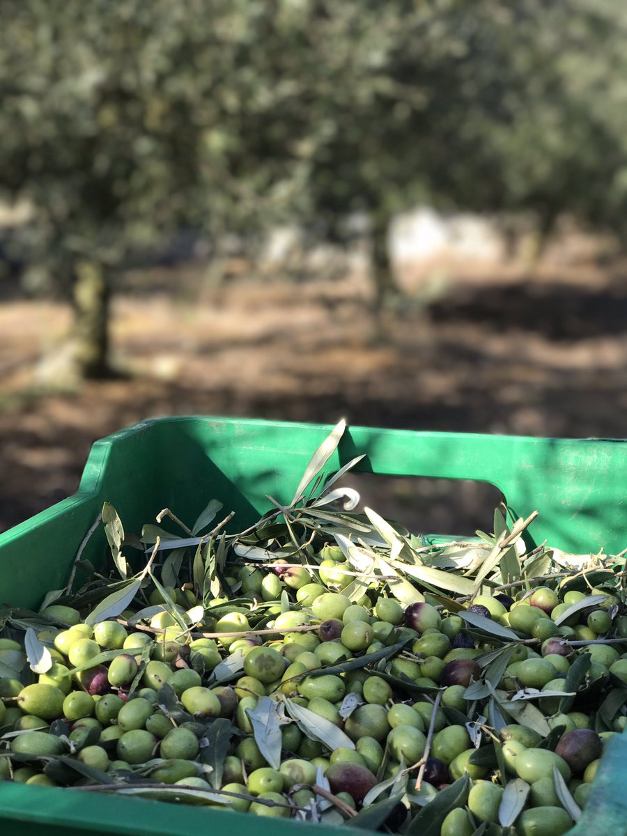 italiangirlSA's tweet photo. Today I'm on shoot at @ChalonerSA as they harvest their #olives to make their award-winning #oliveoil 🌿 https://t.co/ygUPmgzoez