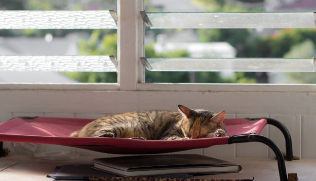 KitsyMiss's tweet photo. The people can keep their electric blankets - I'm going solar. #cat #cute #sleepy https://t.co/jZXPrbU43h