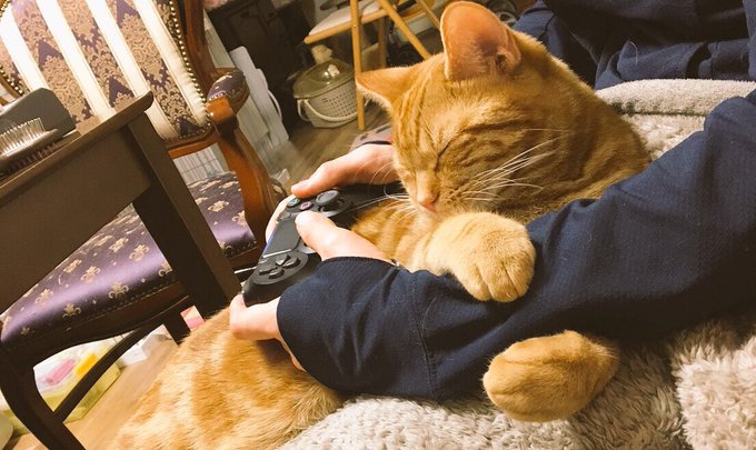 Twitterで画像を見る