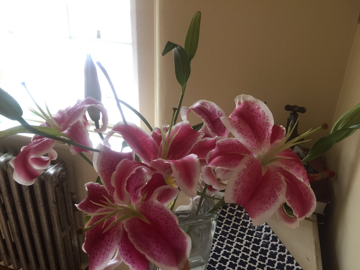 frecklesnbrass's tweet photo. My lilies are finally blooming! #lilies #spring #sunshine https://t.co/XrSYOvL2Lp