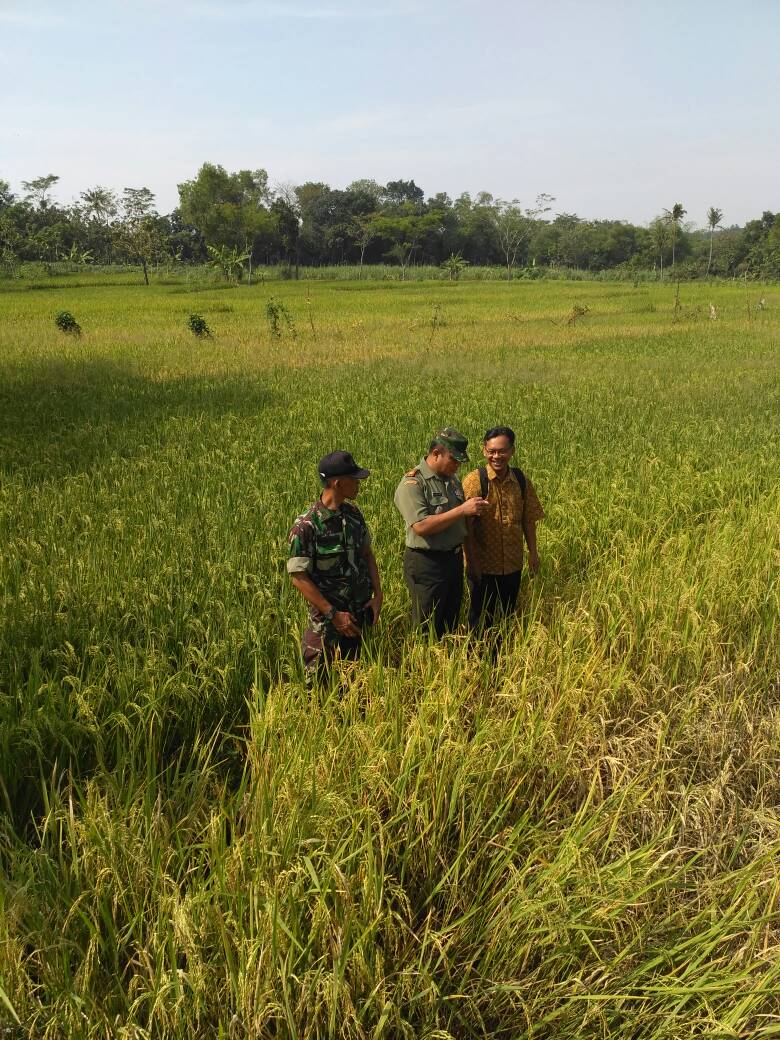 thlpoptjateng's tweet photo. Koordinasi&amp;pengamatan keliling.waspada WBC di Kec.Karanggede Boyolali bsama POPT,Babinsa,PPL.Pemdes.Keltan @ganjarpranowo  @DistanbunJateng https://t.co/AjkzFLZM8a