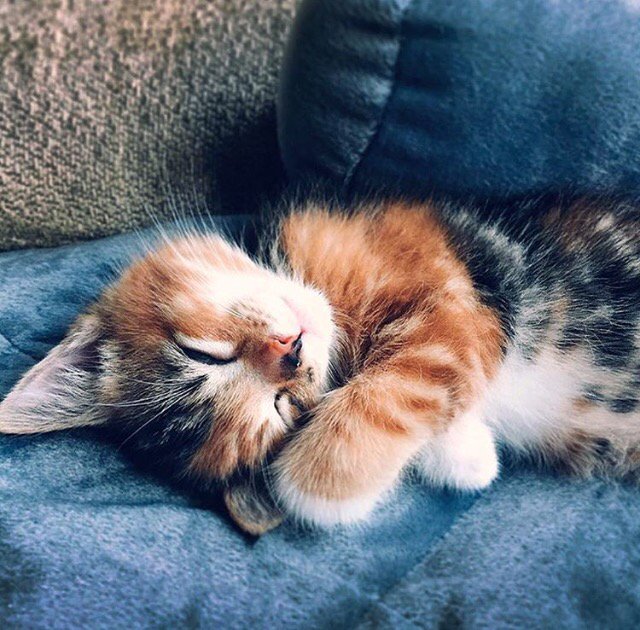 🎈😽🎈😻🎈😸🎈😽🎈😻🎈

🐾🐾🐾🐾