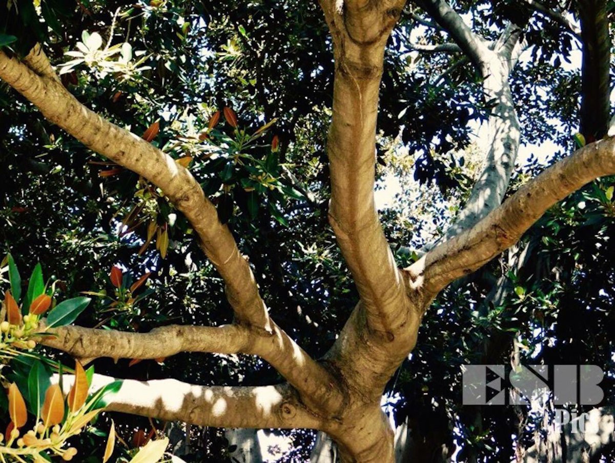 csotito's tweet photo. Like branches of a tree our life grows in different directions, but the root remains the same #life #reflections Follow on Facebook @esbpics https://t.co/qZK8tTwDco