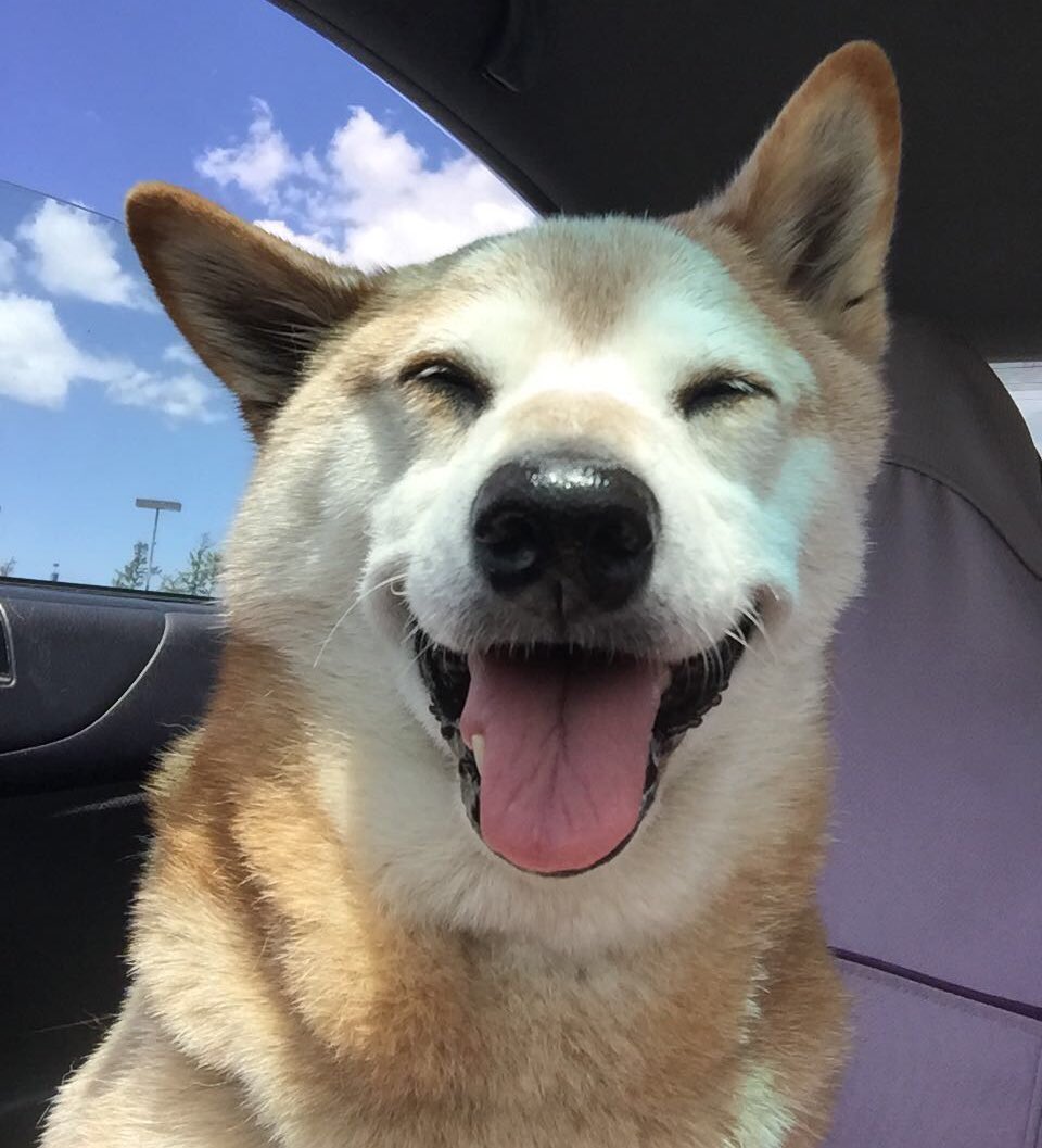 windsor88's tweet photo. Go with the flow says Maximus.... don't let the burden of worries wear you down...🙏 https://t.co/SQpp4mL8gH