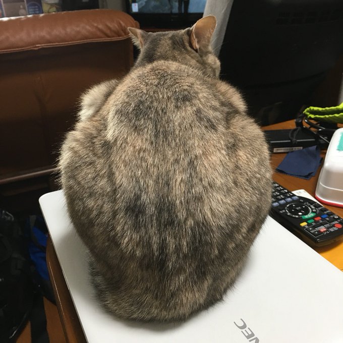 Twitterで画像を見る