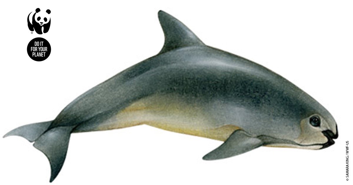 wwf_uk's tweet photo. The world's last vaquitas need our help. Add your name &amp; RT to help spread the word #SaveTheVaquita #SaveOurHeritage https://t.co/3QnHasXv9z https://t.co/F3aVrMpLso