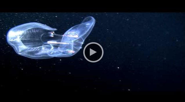 sportdiver's tweet photo. in the mood for a little night magic? ;) https://t.co/jak4JDGVa9 #pelagicmagic https://t.co/IyxSPwYspz