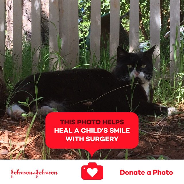 AnjaMariaBates1's tweet photo. This is my cat Tutu. She always made my son smile.  #jnj #donateaphoto #UntilWeHeal https://t.co/DBjbFnclC0 https://t.co/RZwE2ZT9WG