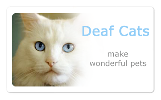 ollie_the_cat1's tweet photo. Cats who are deaf shouldn't be overlooked either. See beyond the disability #deafawarenessweek #charitytuesday @catchatcharity @TreasuryMog https://t.co/xcnCmVT7NW
