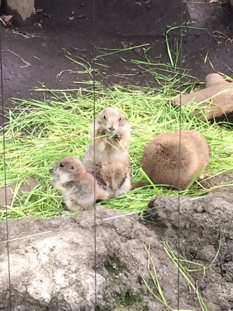Maki95Rin's tweet photo. お仕事終えて上野動物園\(//∇//)
フレンズがいっぱいでした(〃ω〃)💖💖
たーのしー💖 https://t.co/Uwa1Gduu1U