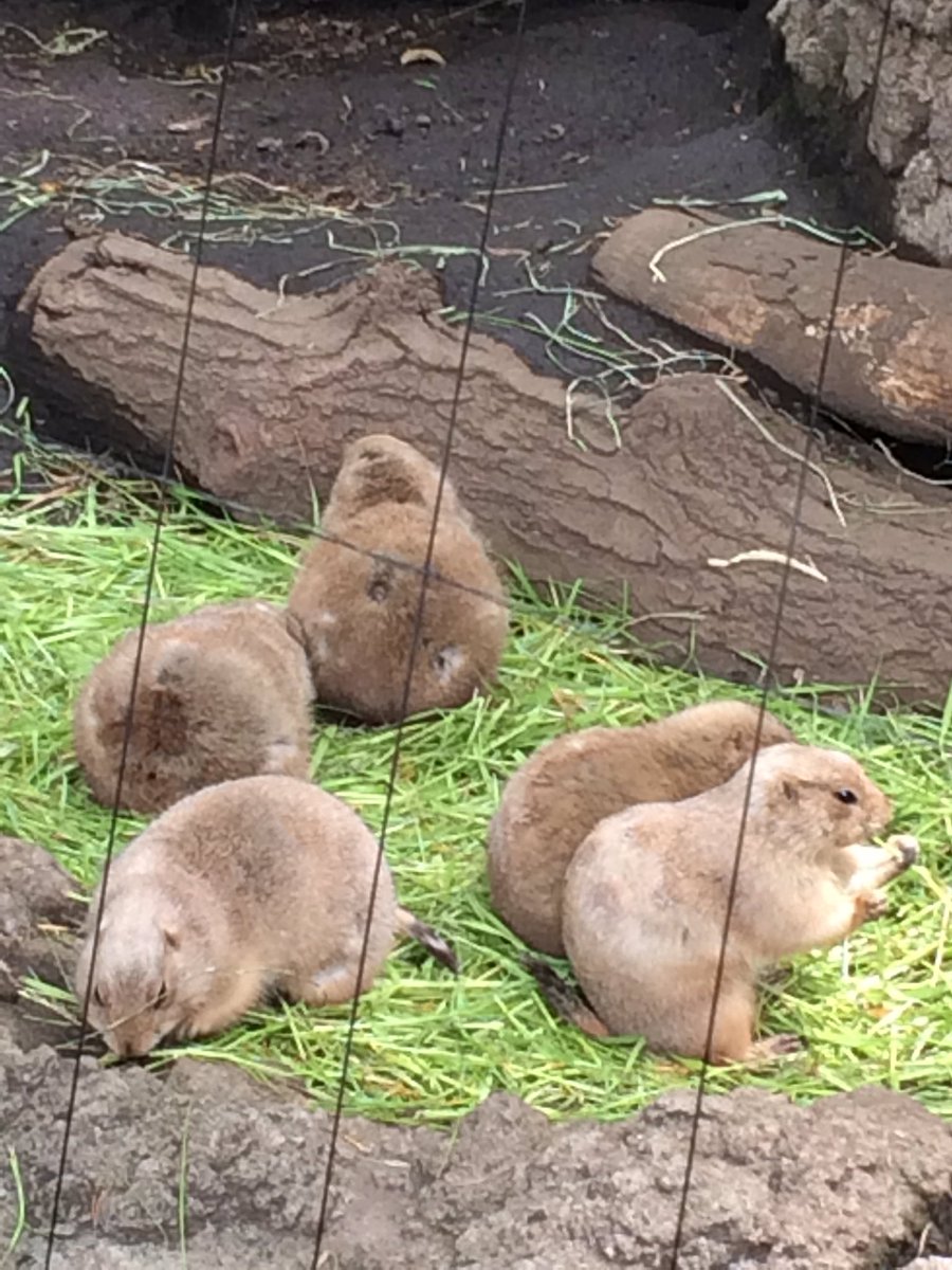 Maki95Rin's tweet photo. お仕事終えて上野動物園\(//∇//)
フレンズがいっぱいでした(〃ω〃)💖💖
たーのしー💖 https://t.co/Uwa1Gduu1U