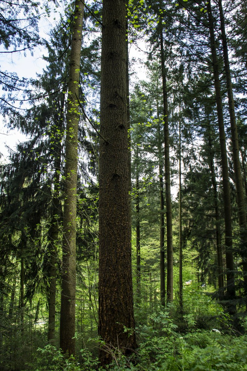 HiramTimber's tweet photo. #douglas #timber #woodwork #forest https://t.co/iK6X3AmNAE