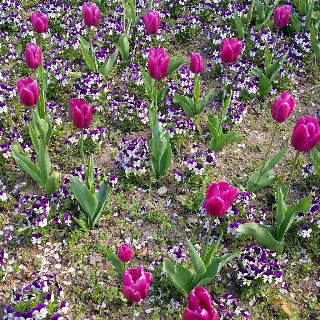 Spring is definitely my favourite 🌷 #tulips #flowers #purple #spring #thefloralseasons #abmspring #purpleflowers #… ift.tt/2qqnzEZ