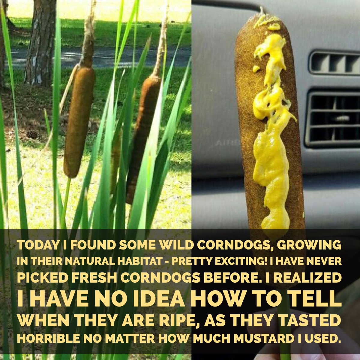 Wild Corndogs!