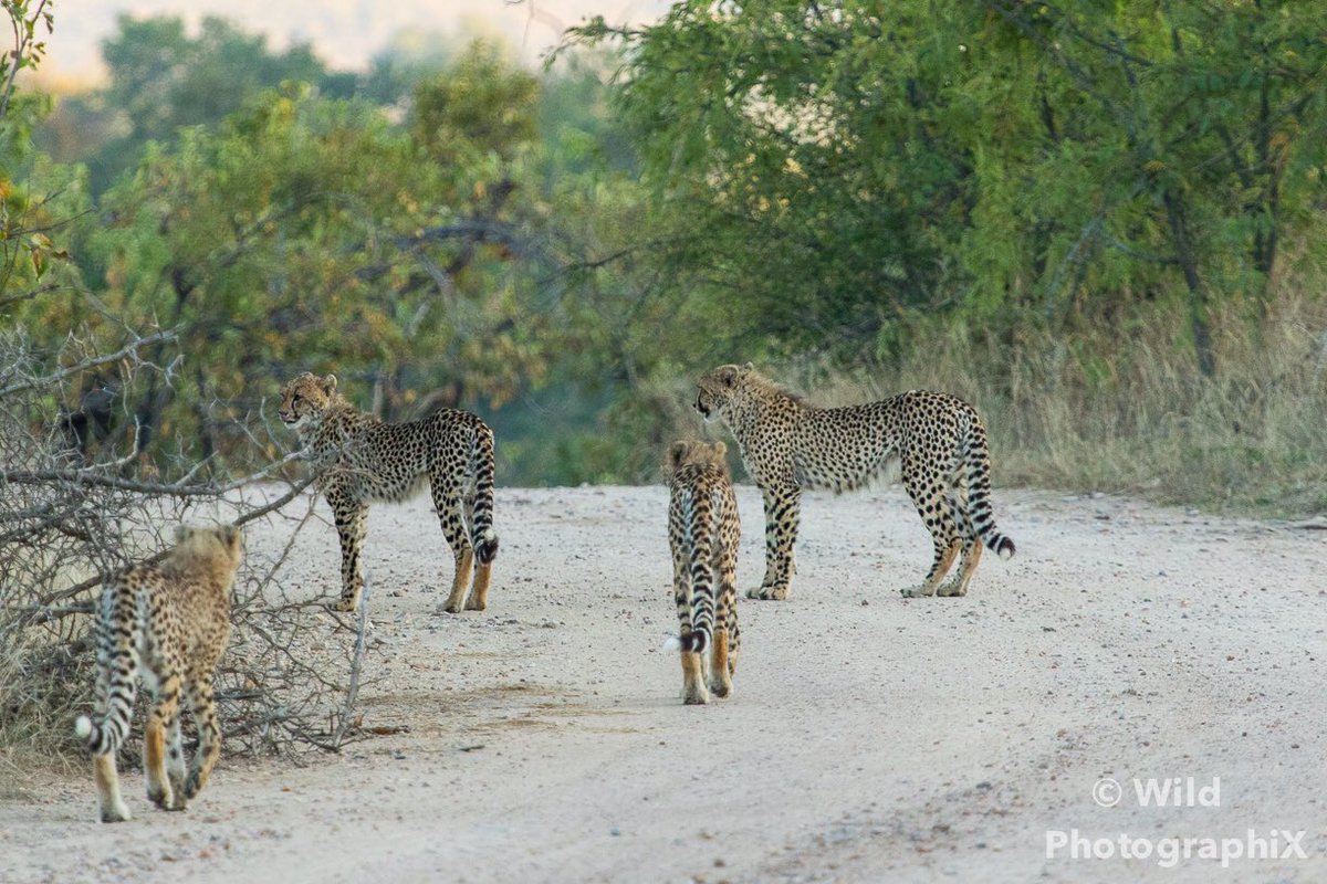 WPhotographiX's tweet photo. Just 4(!) juv Cheetahs following their mother!

#wildphotographix #onsafari #kruger #cheetah #bigcats #natgeo #natgeo_africa #bestnatureshot https://t.co/BGsSKFUCyf