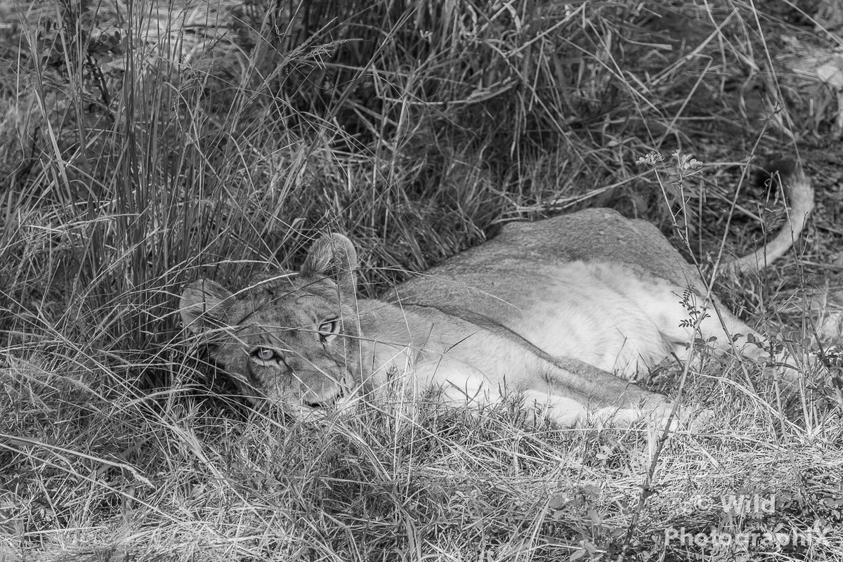 WPhotographiX's tweet photo. What to do best on a hot day? Finding a shady spot &amp; relaxing hell out of it 😋 #wildphotographix #kruger #lion #natgeo_africa #natgeowild https://t.co/kUOdBSAfPi