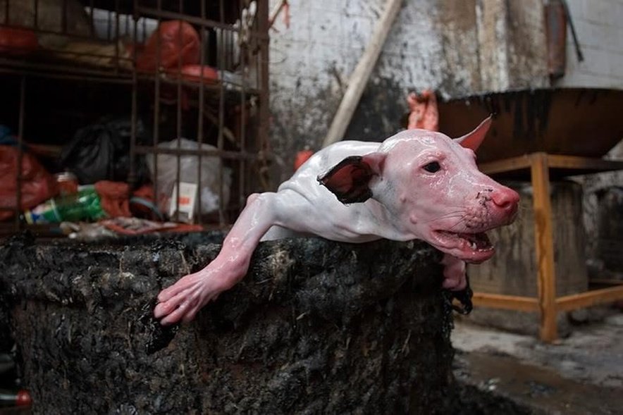 NOdogmeatNO's tweet photo. https://t.co/E6RnqClObk
HELP get this dog meat movie funded here #indiegogo #savethedogsfilm #stopeatingdogs #stopeatingcats https://t.co/Vd7PsHTVFS