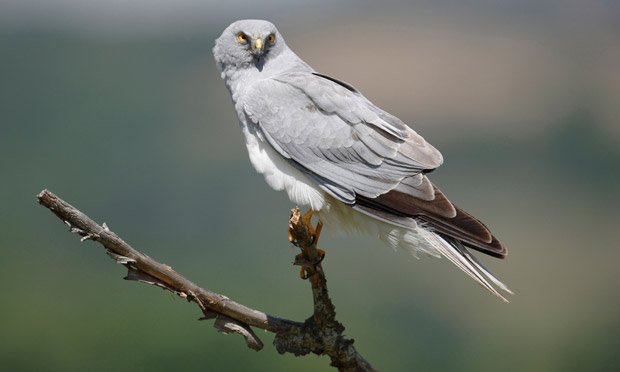 Hen harrier was shot near Leadhills, carlukegazette.co.uk/news/crime/hen…