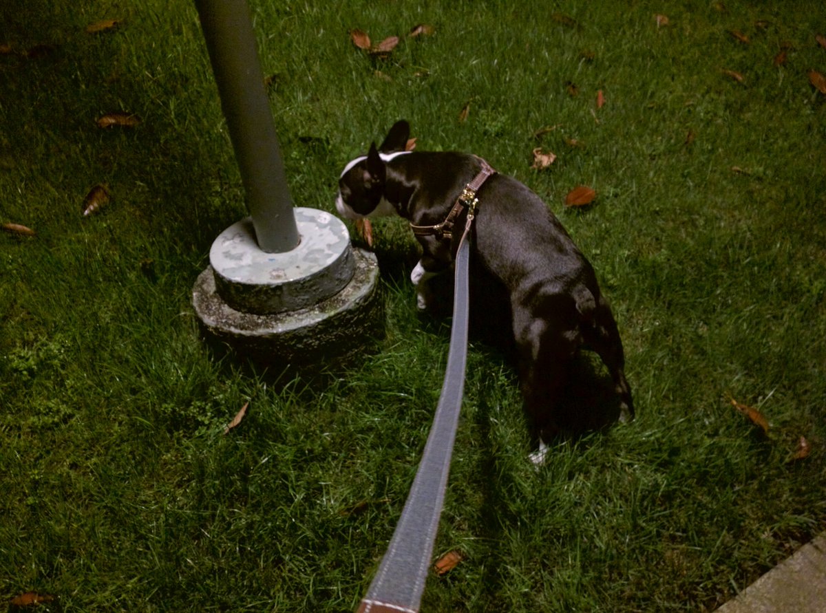 MyDogsPoopDaily's tweet photo. Pooped and scooped 💩 #poopatrol and it's a poo-pee 💩💦 https://t.co/eFEwK37Kzy
