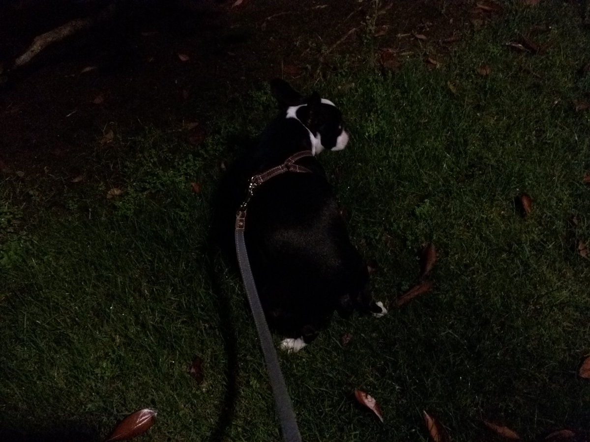 MyDogsPoopDaily's tweet photo. Pooped and scooped 💩 #poopatrol and it's a poo-pee 💩💦 https://t.co/eFEwK37Kzy