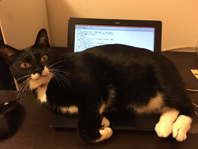 Twitterで画像を見る