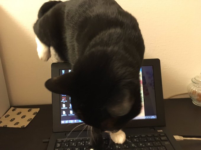 Twitterで画像を見る