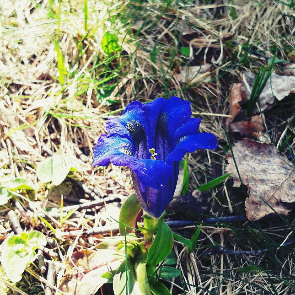 Buongiorno a tutti 🐴