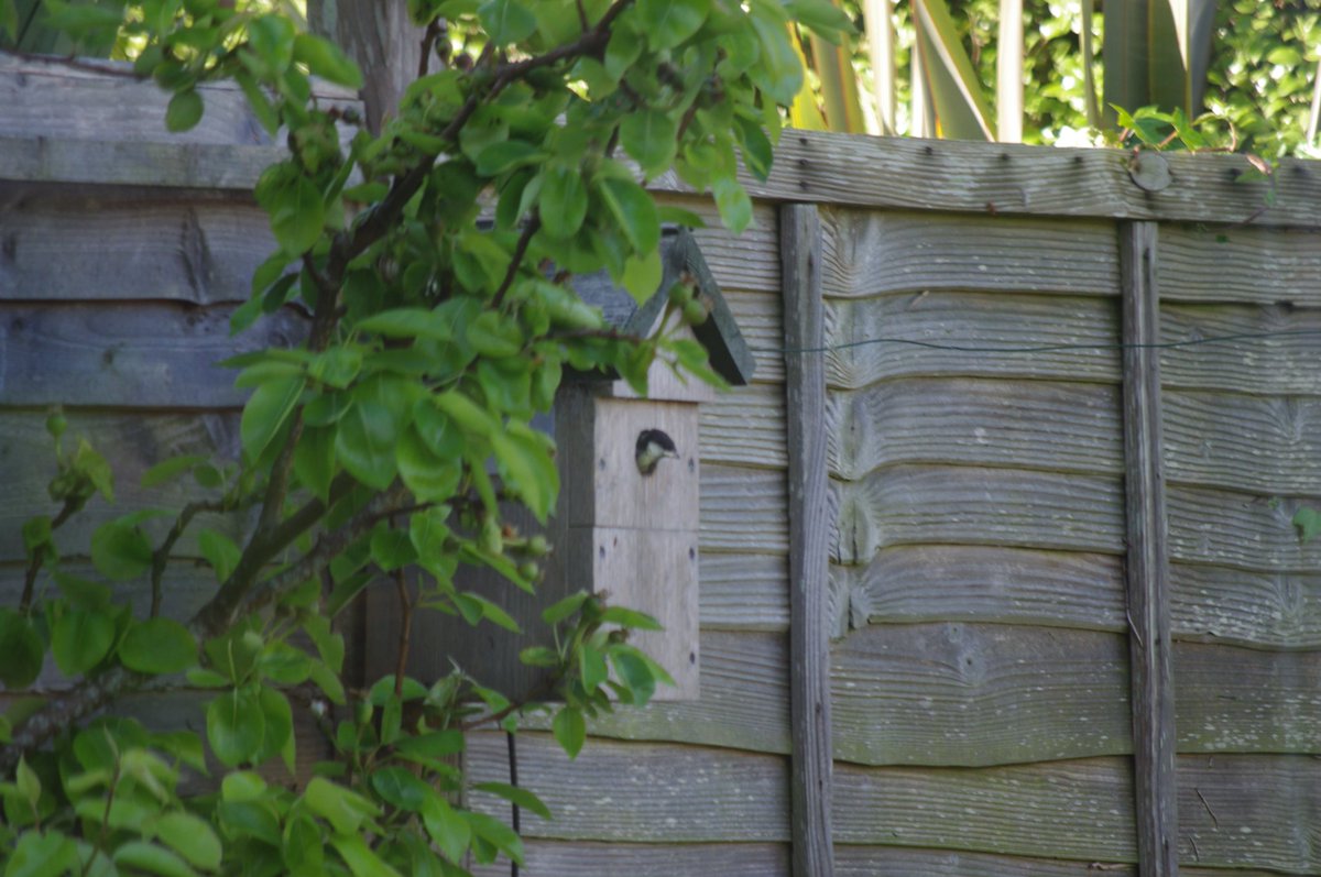 sdfoxhall's tweet photo. Last #Coaltit fledgling leaves our camera bird box. Proud parent looks on and probably thinks to itself - time for a rest. @Natures_Voice https://t.co/yKqsfhqxNH