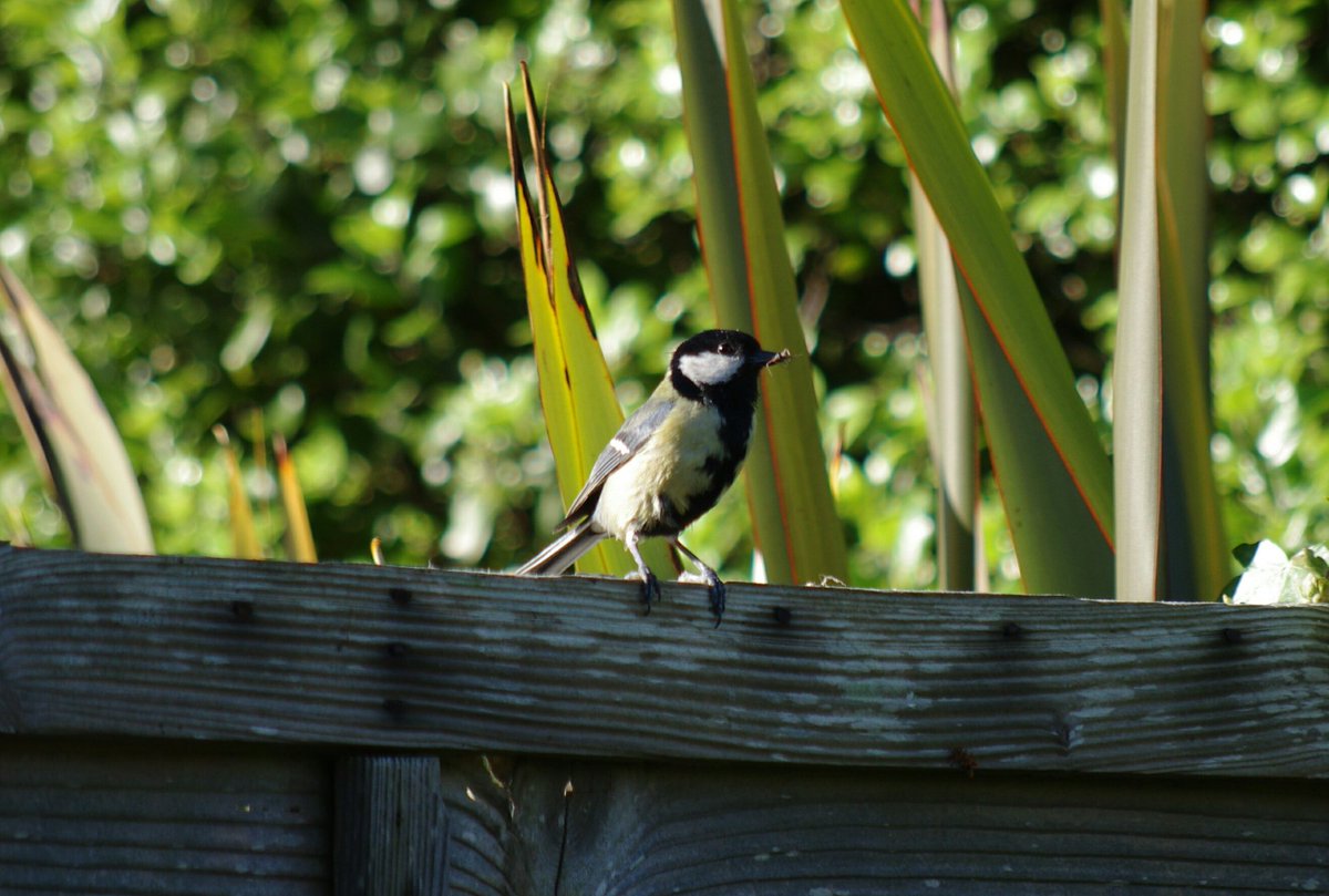 sdfoxhall's tweet photo. Last #Coaltit fledgling leaves our camera bird box. Proud parent looks on and probably thinks to itself - time for a rest. @Natures_Voice https://t.co/yKqsfhqxNH