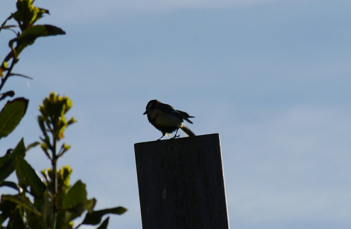 sdfoxhall's tweet photo. Last #Coaltit fledgling leaves our camera bird box. Proud parent looks on and probably thinks to itself - time for a rest. @Natures_Voice https://t.co/yKqsfhqxNH