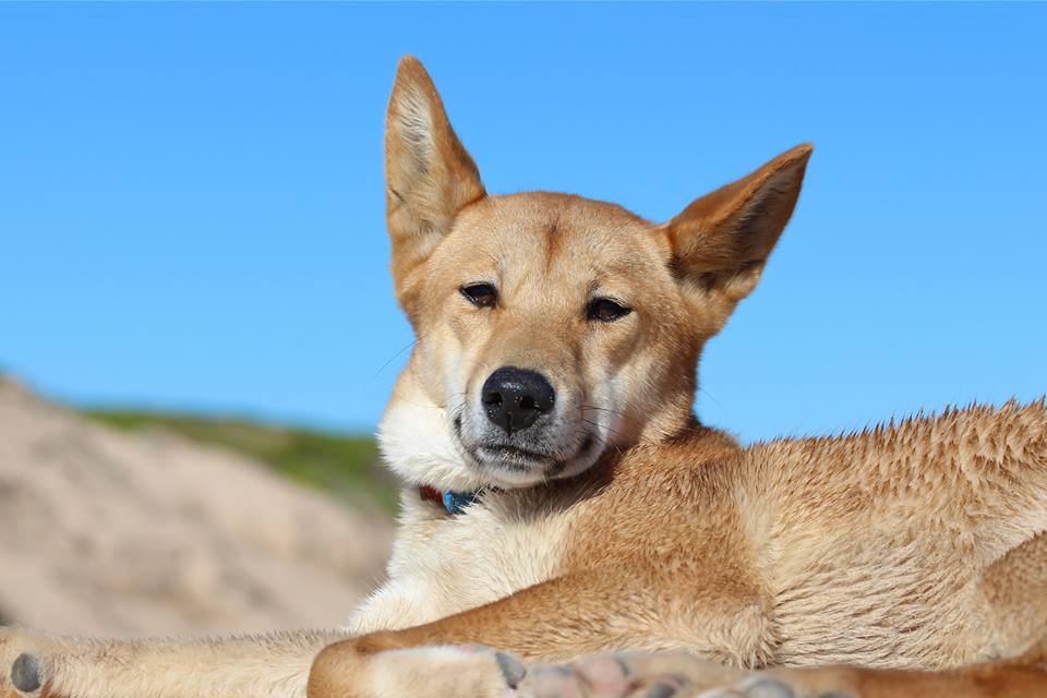 Only when we understand the #Dingo, will we care
only when we care, will we help.
Only if we help shall they survive....