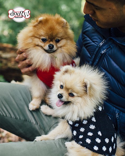 Doogyforever's tweet photo. Sunny day ☀️🌞 Enjoy with Doogy ! #dog #DogLife #DogLover #doglove #doglovers #tuesdaymotivation https://t.co/nnYPWbHMp9