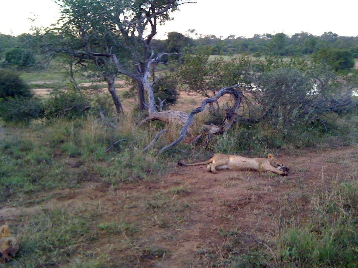 LuxuryTravelReview (@luxurytravelrev) on Twitter photo Saw: lions at Thornybush Game Lodge <a href="/Thornybush_/">Thornybush Colletion</a> #luxury #safari #SouthAfrica <a href="/NickyArthurPR/">Nicky Arthur PR</a> Saw: lions at Thornybush Game Lodge <a href="/Thornybush_/">Thornybush Colletion</a> #luxury #safari #SouthAfrica <a href="/NickyArthurPR/">Nicky Arthur PR</a>