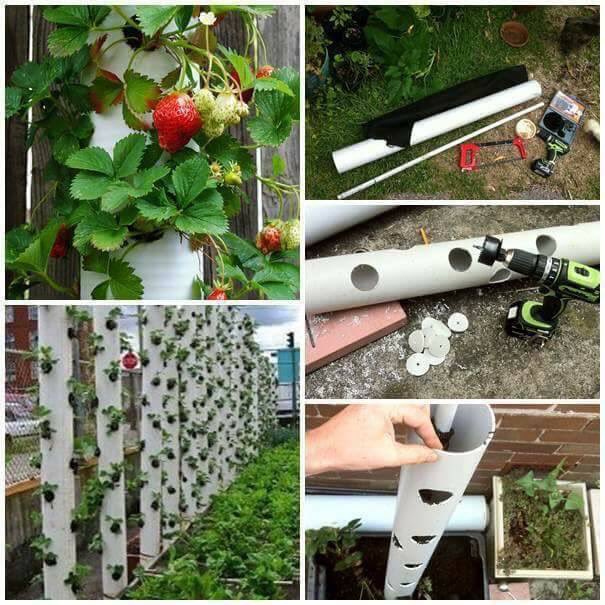 UpcycledWonders's tweet photo. Wanna grow strawberries 🍓 just spend some time and create this vertical #upcycling garden. It's not that difficult though https://t.co/UqFkmhMryJ