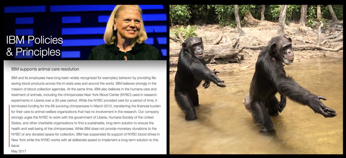 theirturn's tweet photo. #IBM Issues Statement Severing Ties w/@NYBloodCenter Over Chimp Abandonment; Suspends Blood Drives https://t.co/DD9DXg0JUS @NYPDnews @FDNY https://t.co/IrekKGDfEv