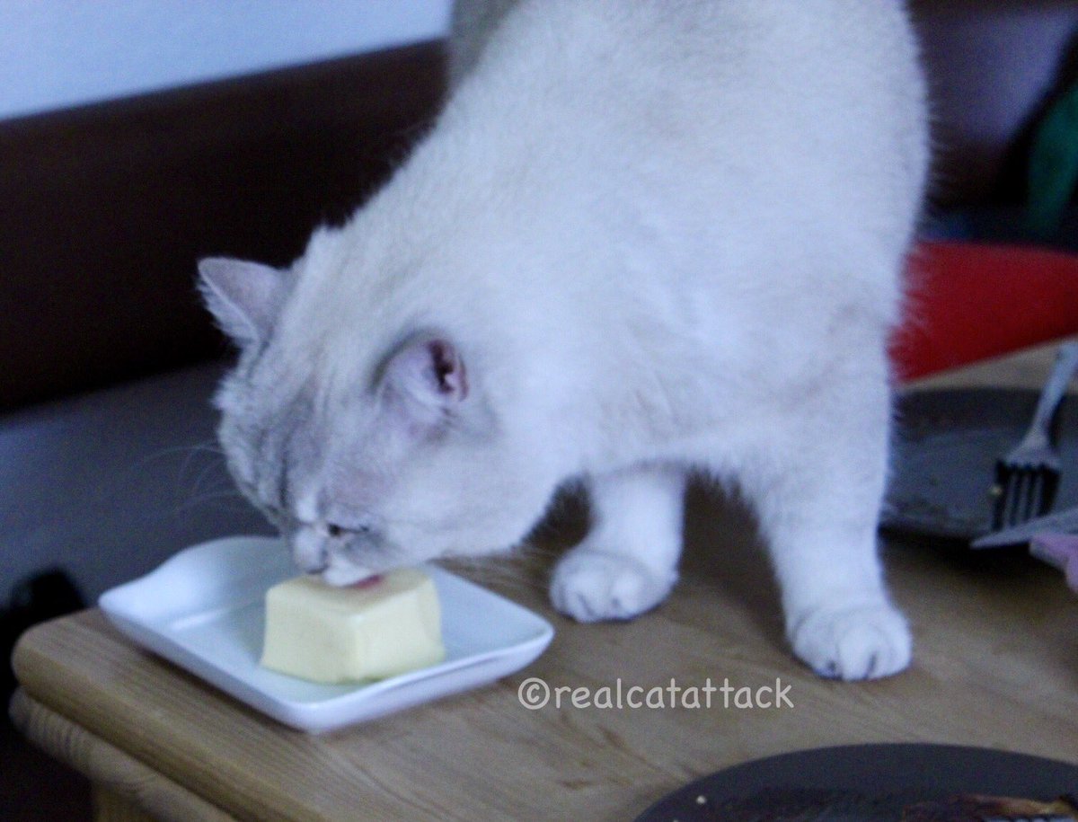 A lick of butter a day keeps the doctor away. Something like that 😹 #TuesdayThoughts #TongueOutTuesday #JeffsHansumBasturtTooosday #catlife
