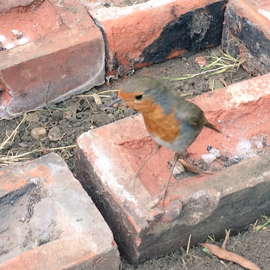 This robin joins me every time I enter the garden recently. He even ate a grub from my hand.