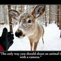 Peace For Animals (@janelaw16) on Twitter photo 