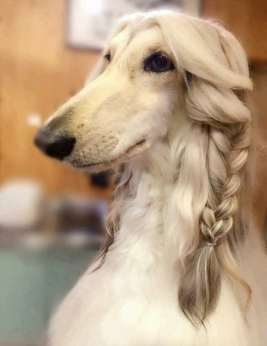 HolandesBatata's tweet photo. La mama de @amilcar_pendejo saliendo de @PeluqueriaGlow tirando estilo https://t.co/lscl3Ig8ZB