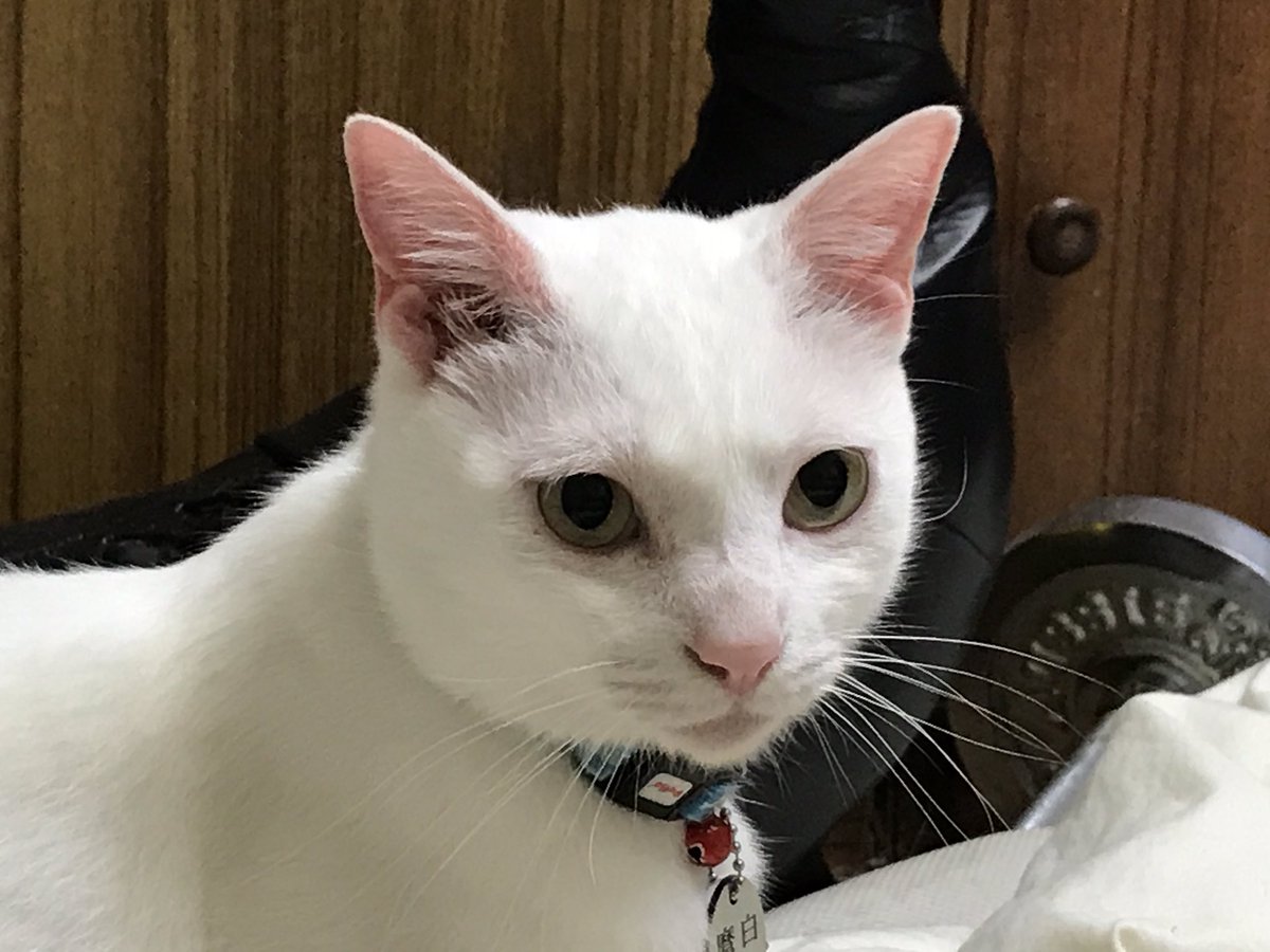 ねこかます ちょっと寂しい時の顔