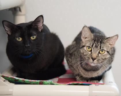 YourSPCA's tweet image. Two is better than one! Jay Jay and Willie are great and we hope you&apos;ll consider adopting this adorably sweet pair! #adopt2