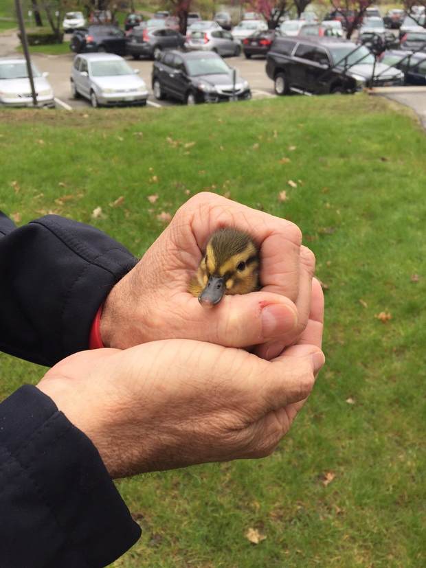 Video: <a href="/LewistonFireDep/">Lewiston Fire Dept.</a> firefighters rescue ducklings from <a href="/BatesCollege/">Bates College</a> drainpipe sunjournal.com/news/lewiston-…