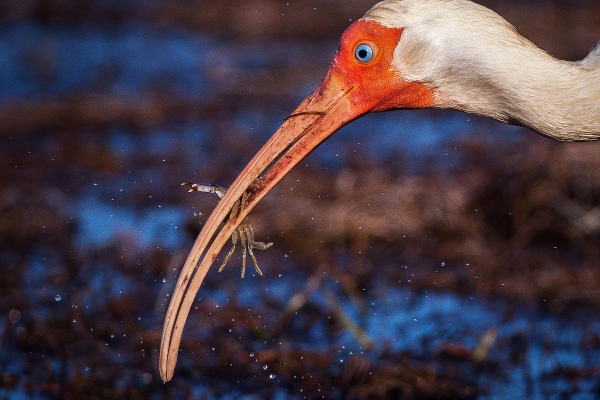 marinesanctuary's tweet photo. Gotcha! #WhiteIbis use their unique bills to forage in shallow water to find #insects, #fish, & #crustaceans. #bridweek #fknms @sanctuaries https://t.co/2DubHkbecn