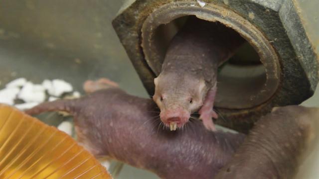 SubhzRoy's tweet photo. This Surprising Rodent Can Survive 18 Minutes Without Oxygen https://t.co/l3c1tqv5dT
#facts #discovery #nationalgeographicchannel https://t.co/s8EOC8RCMH
