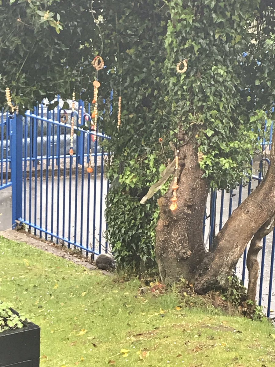 CCPPSchool's tweet photo. πWe spotted some sparrows and starlings #ccpY34 #ccpscience @RSPBCymru https://t.co/9HvHsEva4m