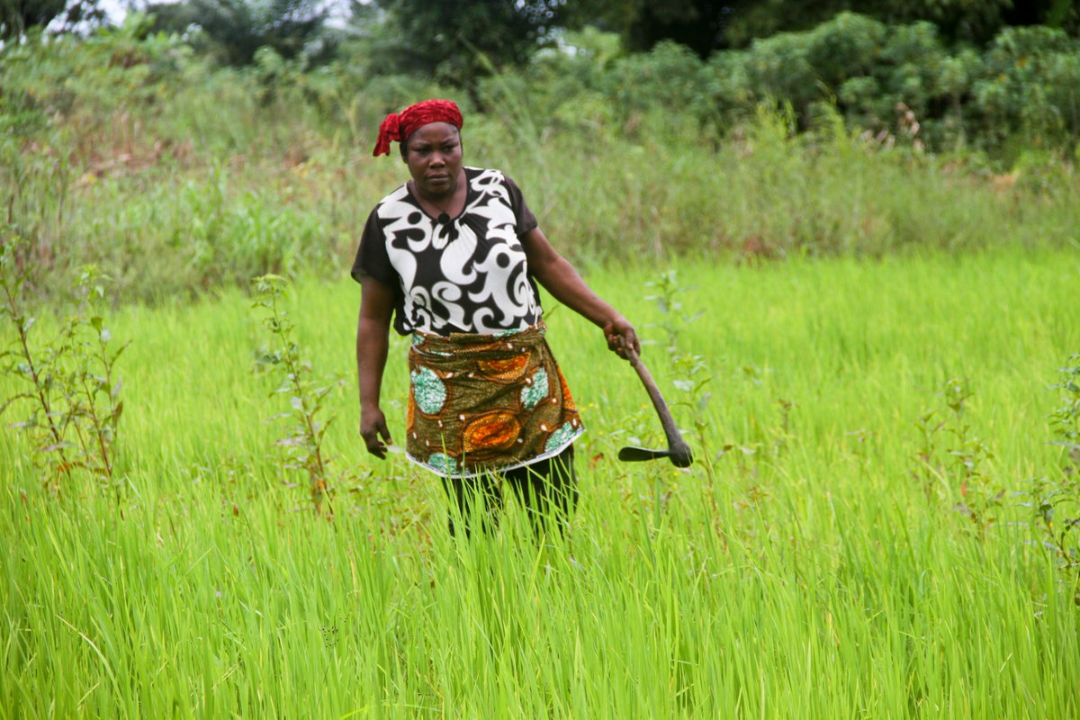 GEMSFOUR's tweet photo. Stay with us tomorrow as we share live updates from our rice cluster mapping dissemination workshop.
#GEMS4 #NIGERIANRICE #LOCALCONTENT https://t.co/fMdlJtaH9P