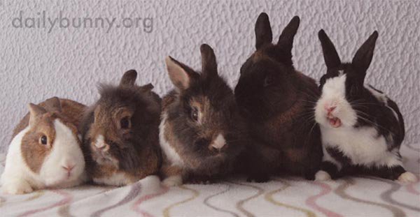 TheDailyBunny's tweet photo. Bunnies line up for a photo... and a yawn: https://t.co/EdtBGmB8Oe https://t.co/zU0xmKKzpo
