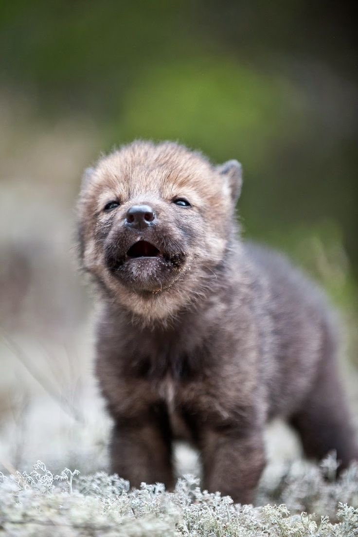 Hear_the_Howl's tweet photo. Hear the howl and help to save it. Wolves are living animals that need our help to live. #protectthepack #standforwolves #oobio https://t.co/zBIUjMw7CG