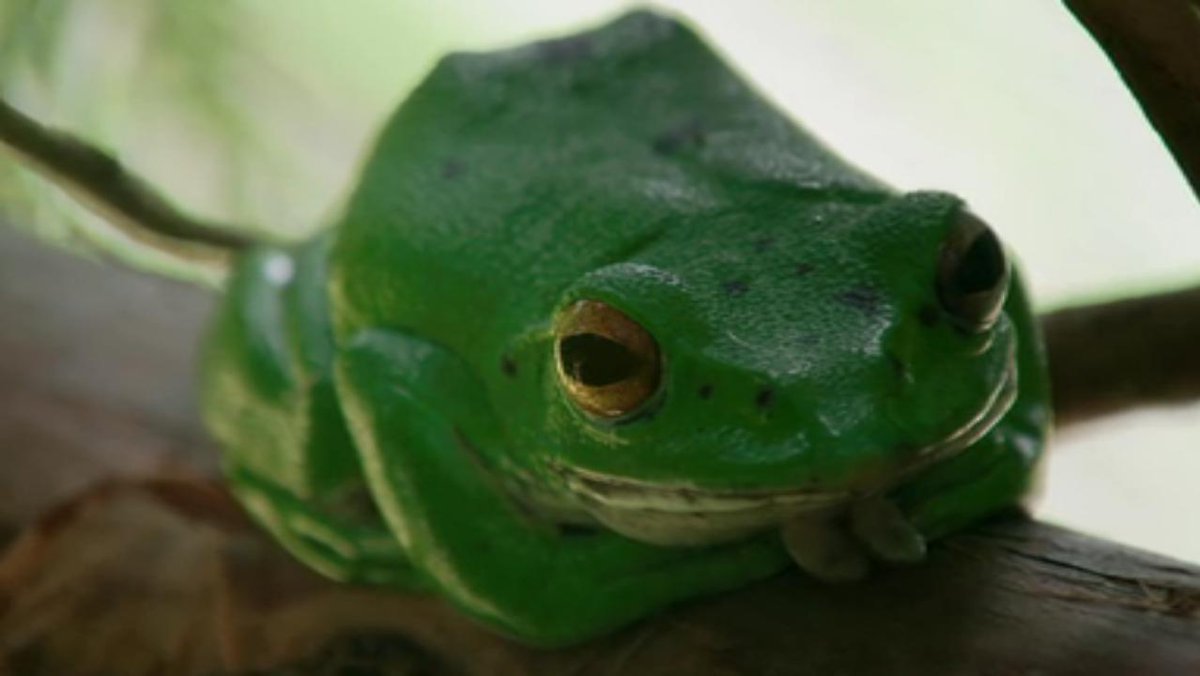 The_Spinel's tweet photo. Work on my card game is going so well I'm as smug as this Japanese frog #smugfrog https://t.co/pkn4aS5fOI